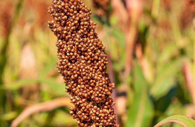 Sorgo